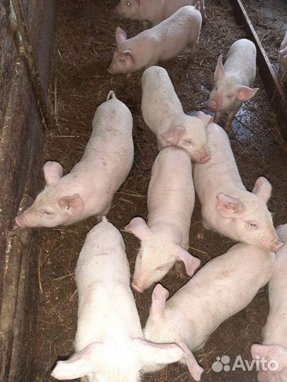 Поросята