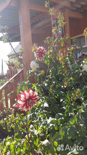 Георгины многолетние куст