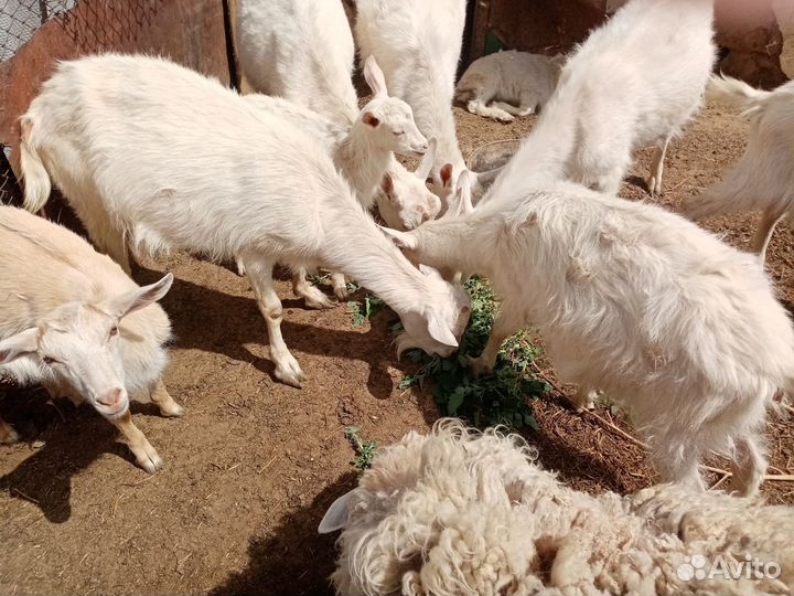 Продаются козы