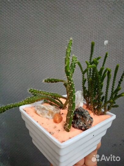 Кактус, суккуленты