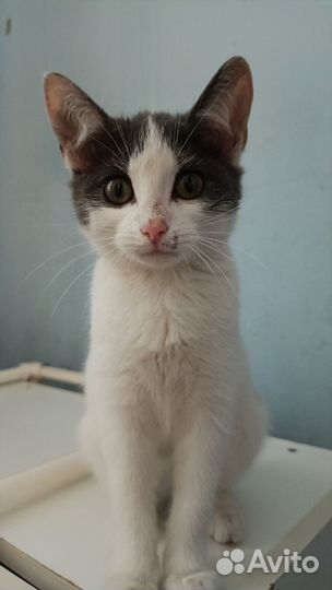 Котенок ищет дом