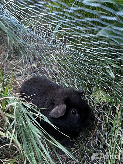 Морские свинки Американские тедди