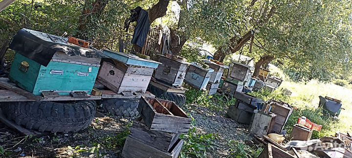 Улики для пчел