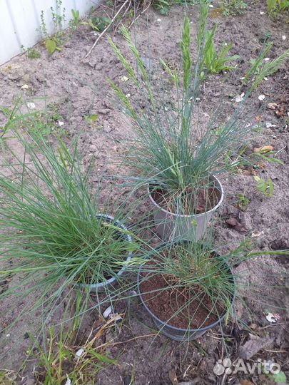 Маргаритки