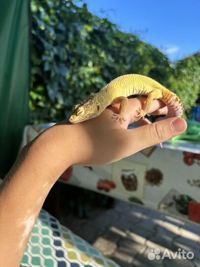 Передержка рептилий