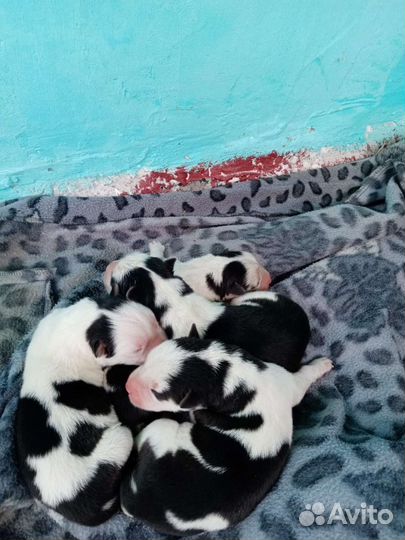 Хаски для вязки