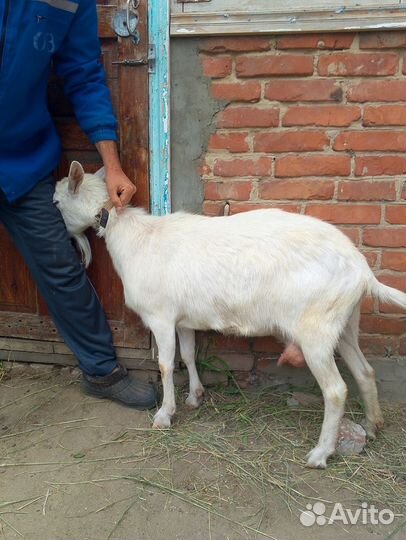 Продам козу дойную и козлят