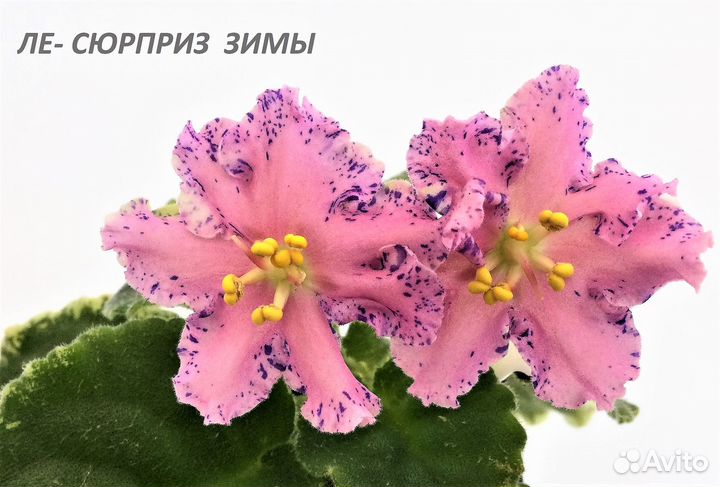 Детки сортовых фиалок