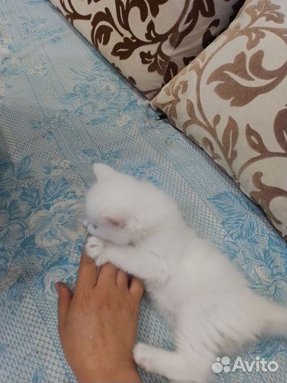 Котята в добрые руки белый котёнок