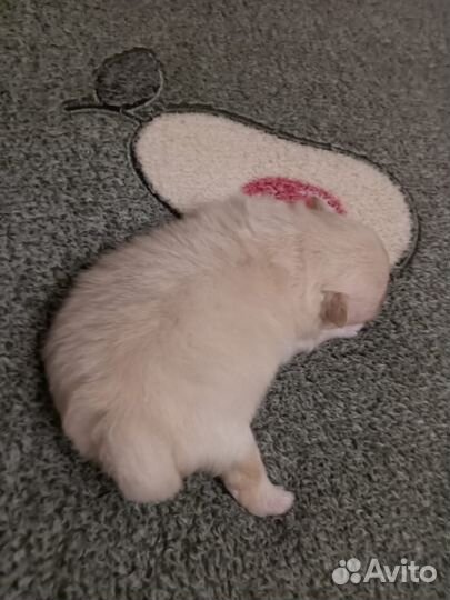 Померанский шпиц