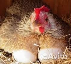 Продам кур несушек,петухов,индоуток