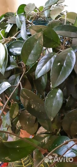 Растения комнатные взрослые продаю