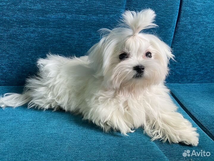 Мальтезе mini болонки