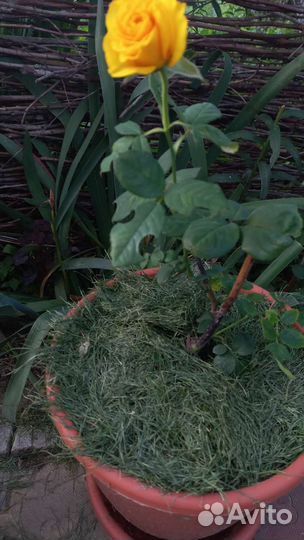 Белый шиповник декоративный,роза