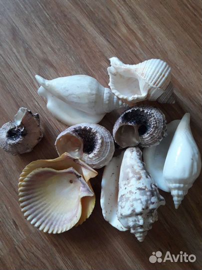 Ракушки много