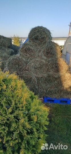 Сено в мини рулонах отава разнотравье с клевером