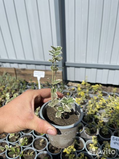 Бересклет Форчуна