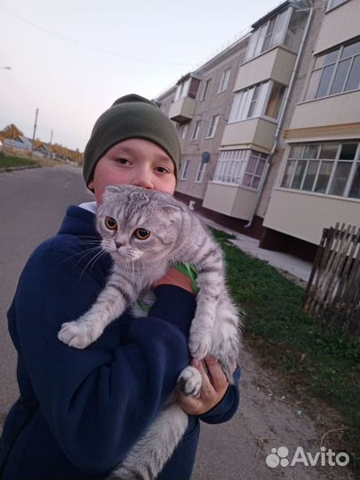 Шотландские котята