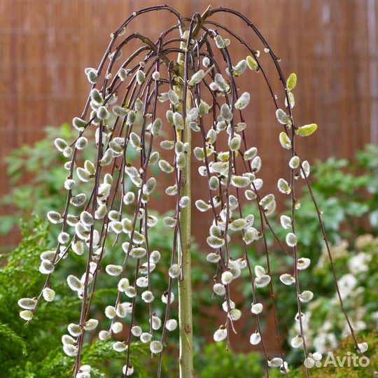 Верба плакучая на штамбе (ива)