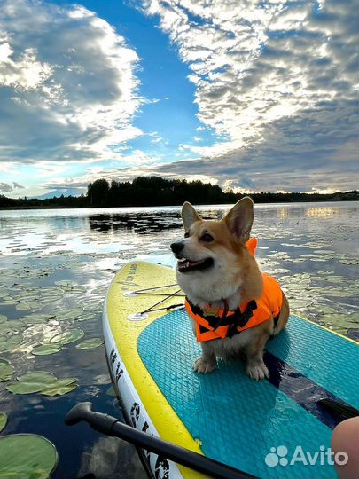 Кириллов аренда прокат сап suр сап доска sар