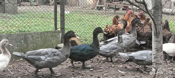 Продаются селезни