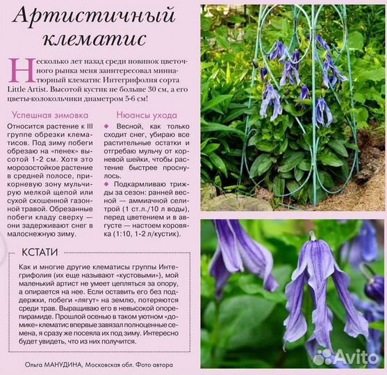 Клематис редкий кустовой