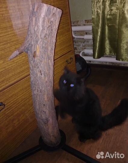 Когтеточка