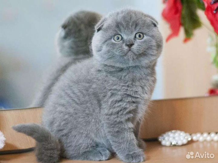 Шотландец фолд