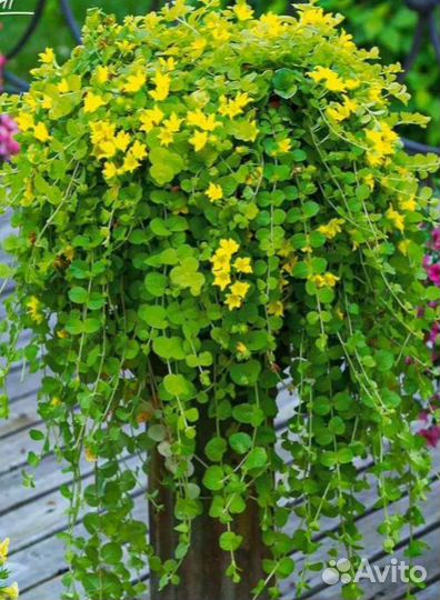 Будра и вербейник (лизимахия) ампельные