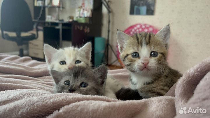 Котята в добрые руки бесплатно