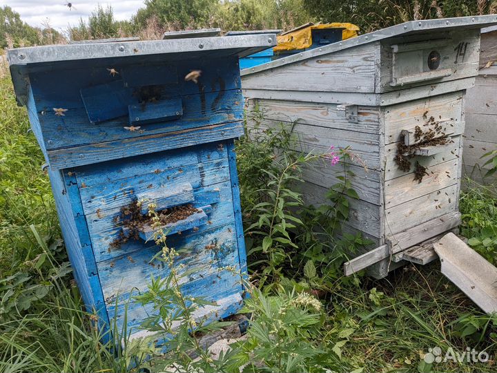Пасека под ключ с инвентарем