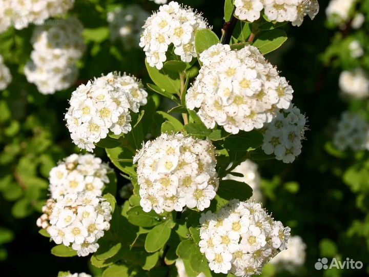 Спирея нипонская белая