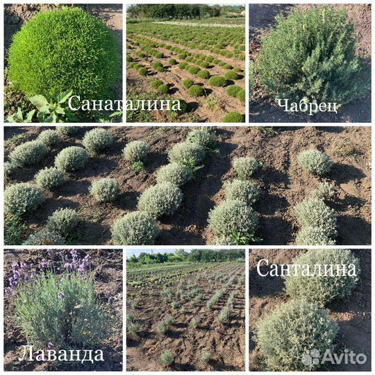 Декоративные растения для сада