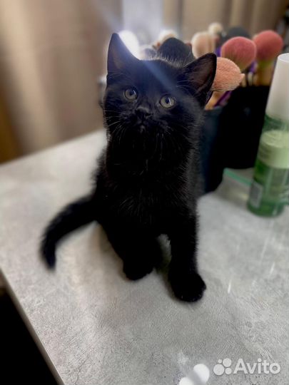 Котёнок шотландец