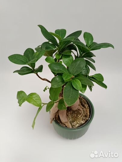 Фикус Микрокарпа Гинсенг