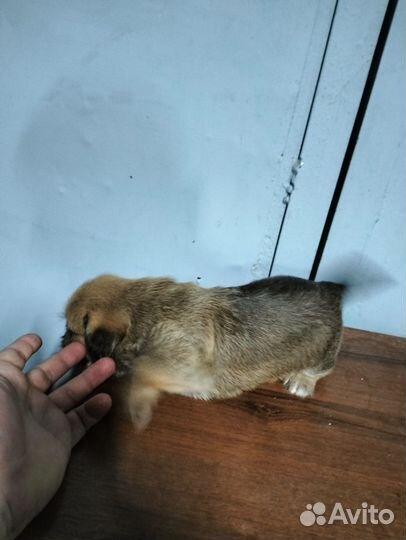 Щенки