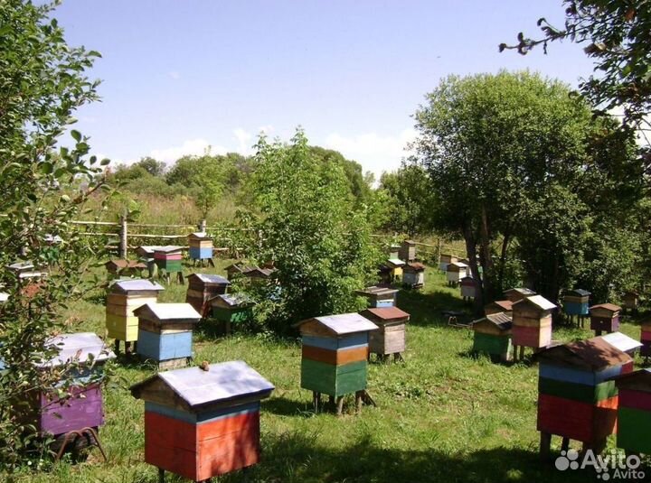 Мед натуральный с Алтая опт