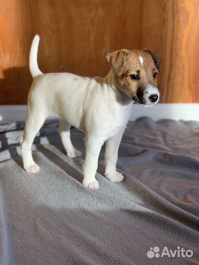 Щенки Парсон рассел терьера