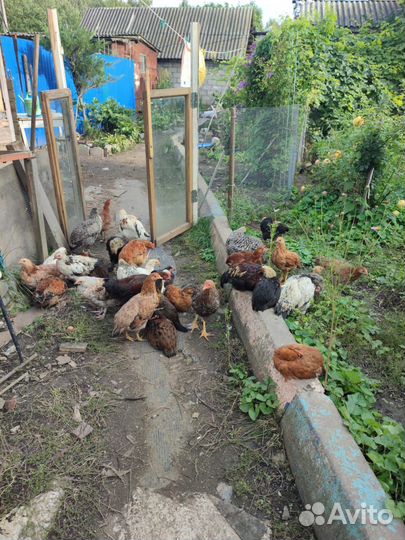 Куры молодки