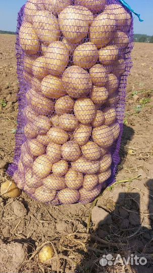 Продам картофель