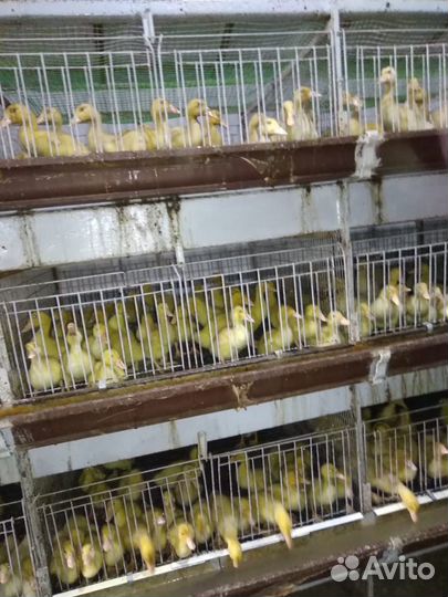 Продам утят, опт розница