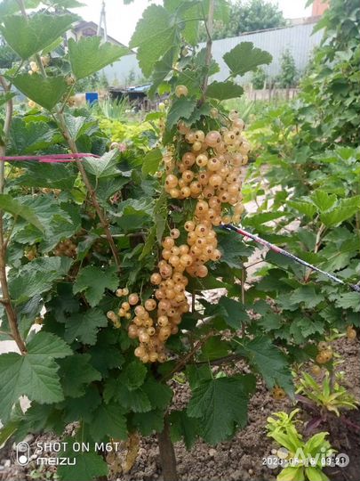 Саженцы белой смородины