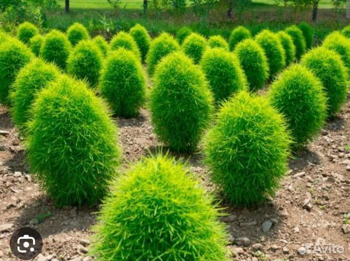 Рассада кохия