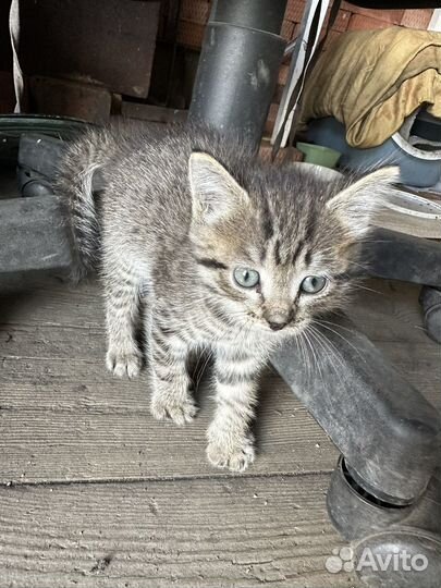 Котята в добрые руки приучены к лотку