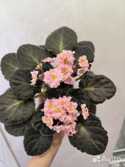 Сортовые фиалки