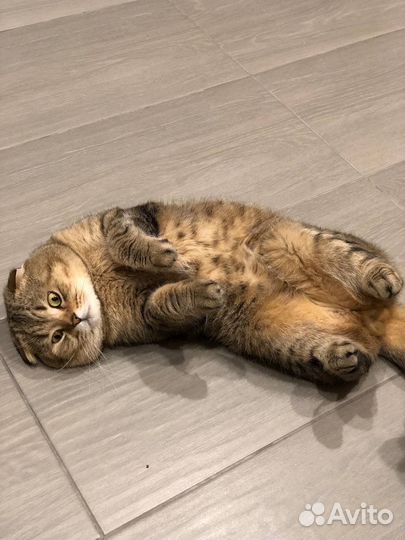 Шотландский вислоухий кот на вязку