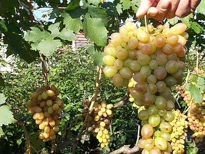 Саженцы ранний виноград Тасон 5 л