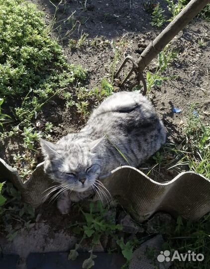 Шотландский прямоухий барсик