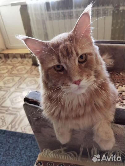 Кот в добрые руки