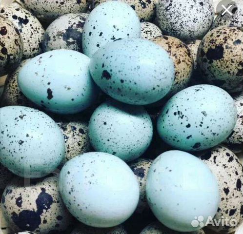Продам яйцо перепелинное